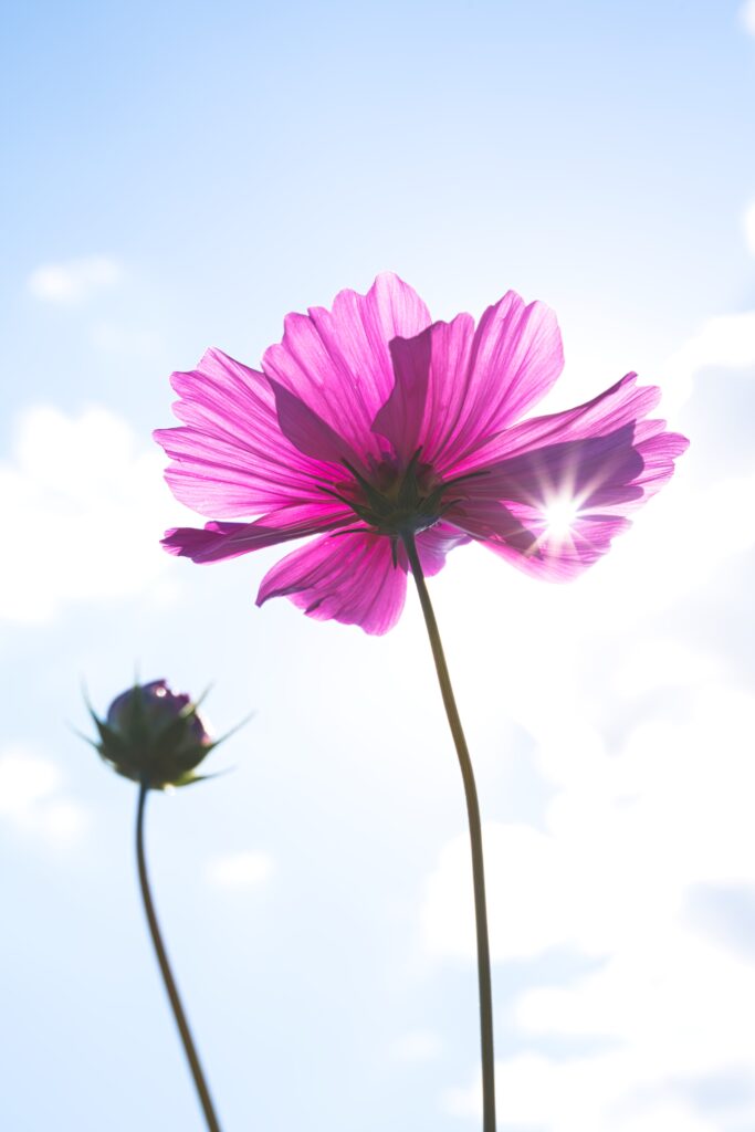 ローアングル花の写真