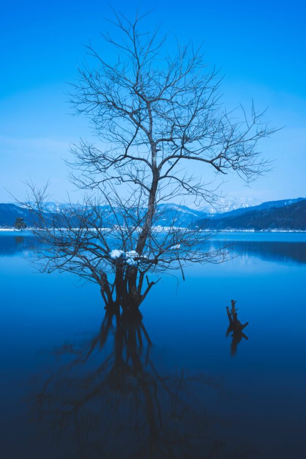余呉湖の木